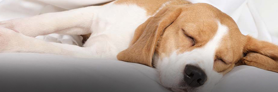 A sleeping dog on a bed