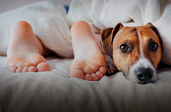 dog with feet at bottom of bed in hotel room