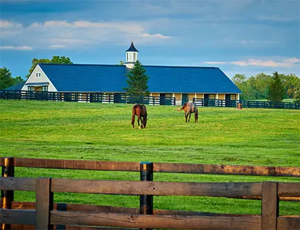 stable and horses