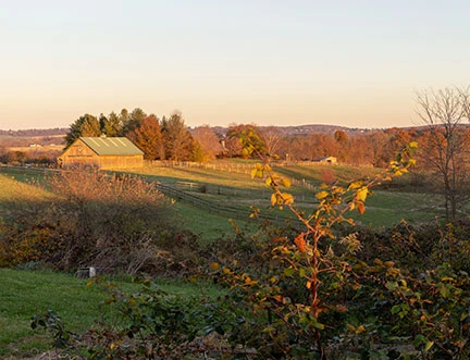 Forest in Frederick, MD