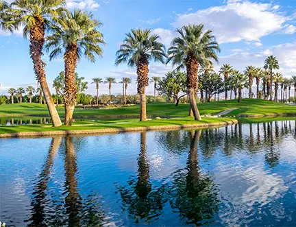 Palm trees in Palm Springs, CA